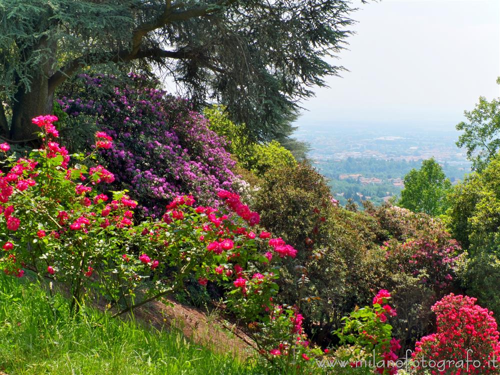Pollone (Biella) - Cespugli variopinti di rododendri nel Parco Burcina
